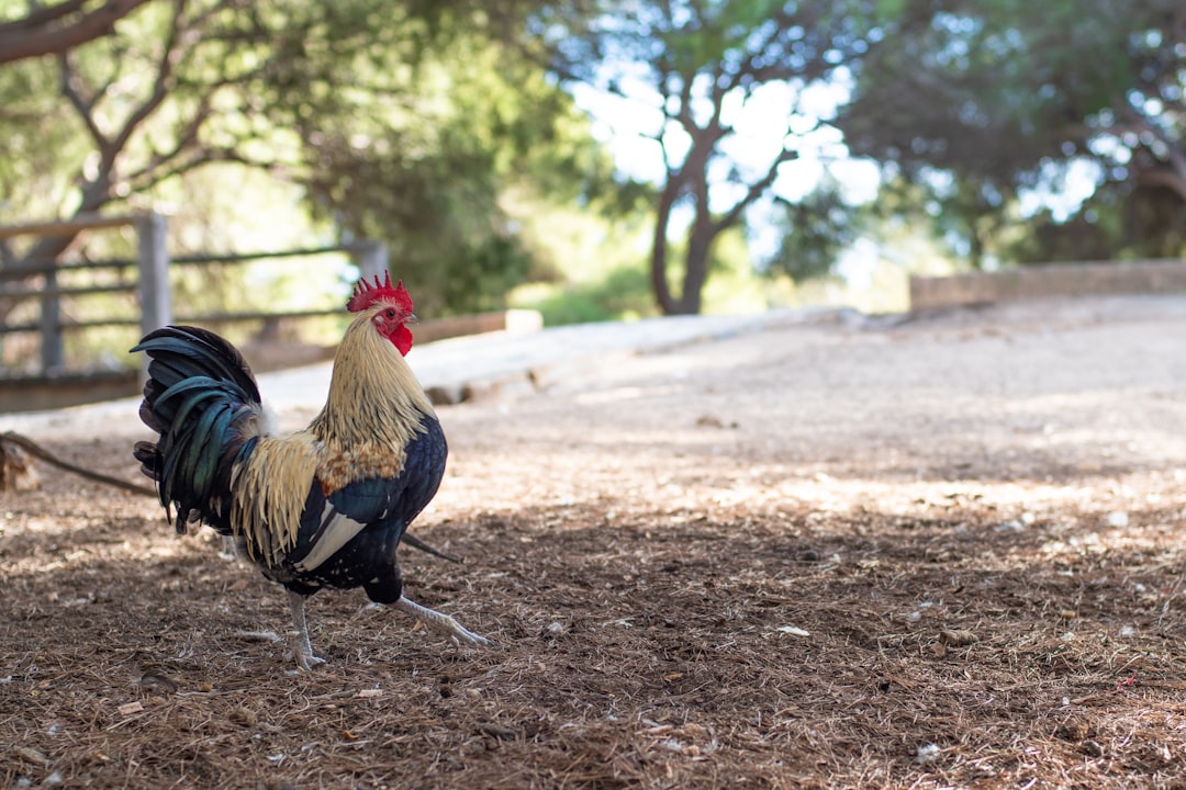 Photo Exotic chickens